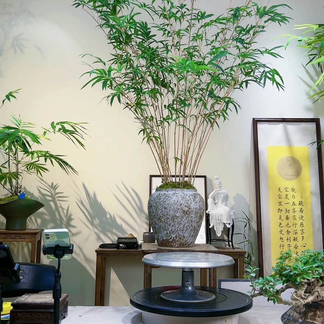 曹*三老桩精品竹盆景