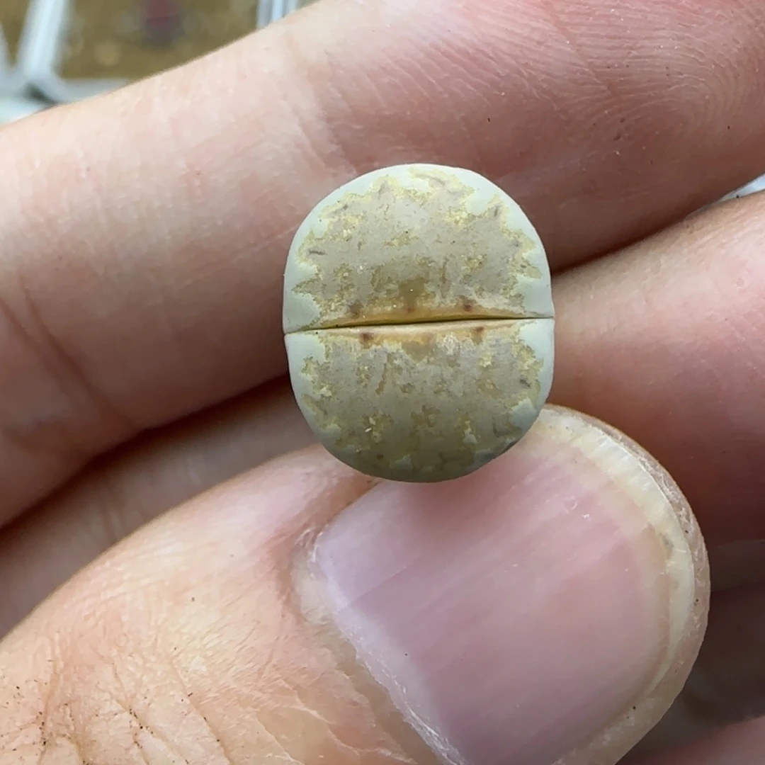 618饼干清框福利30包邮