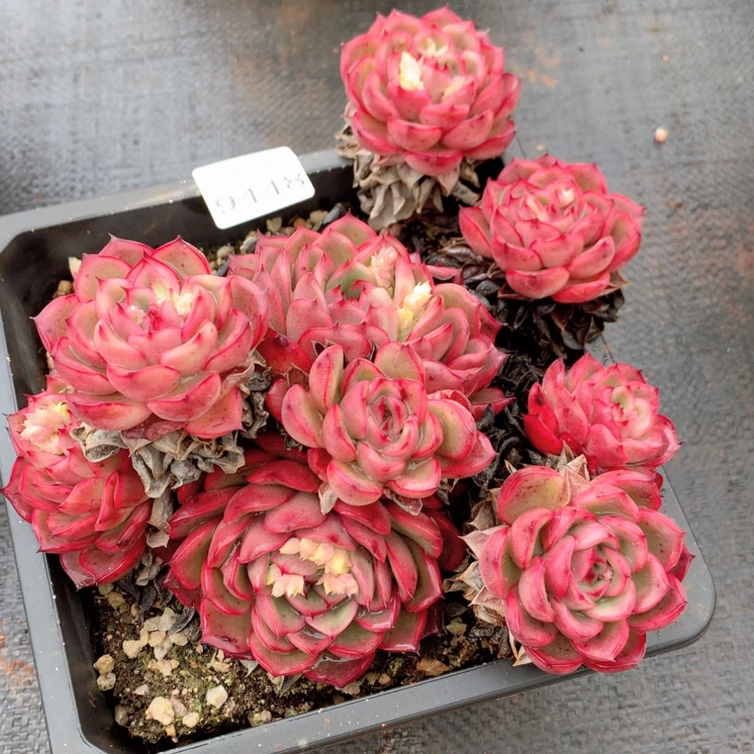 9448新年快乐发发发