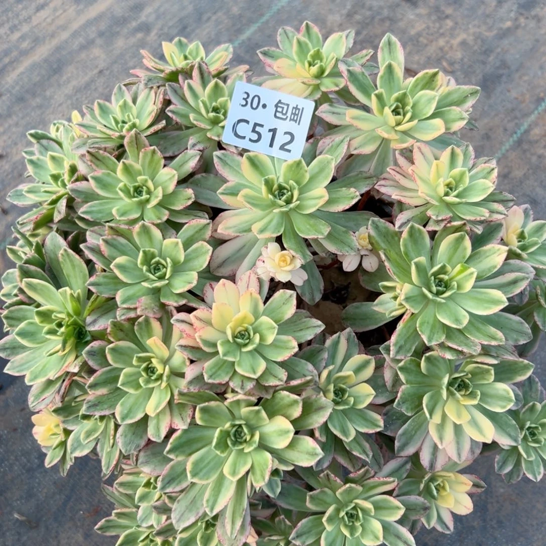 512 甜茶多肉法师