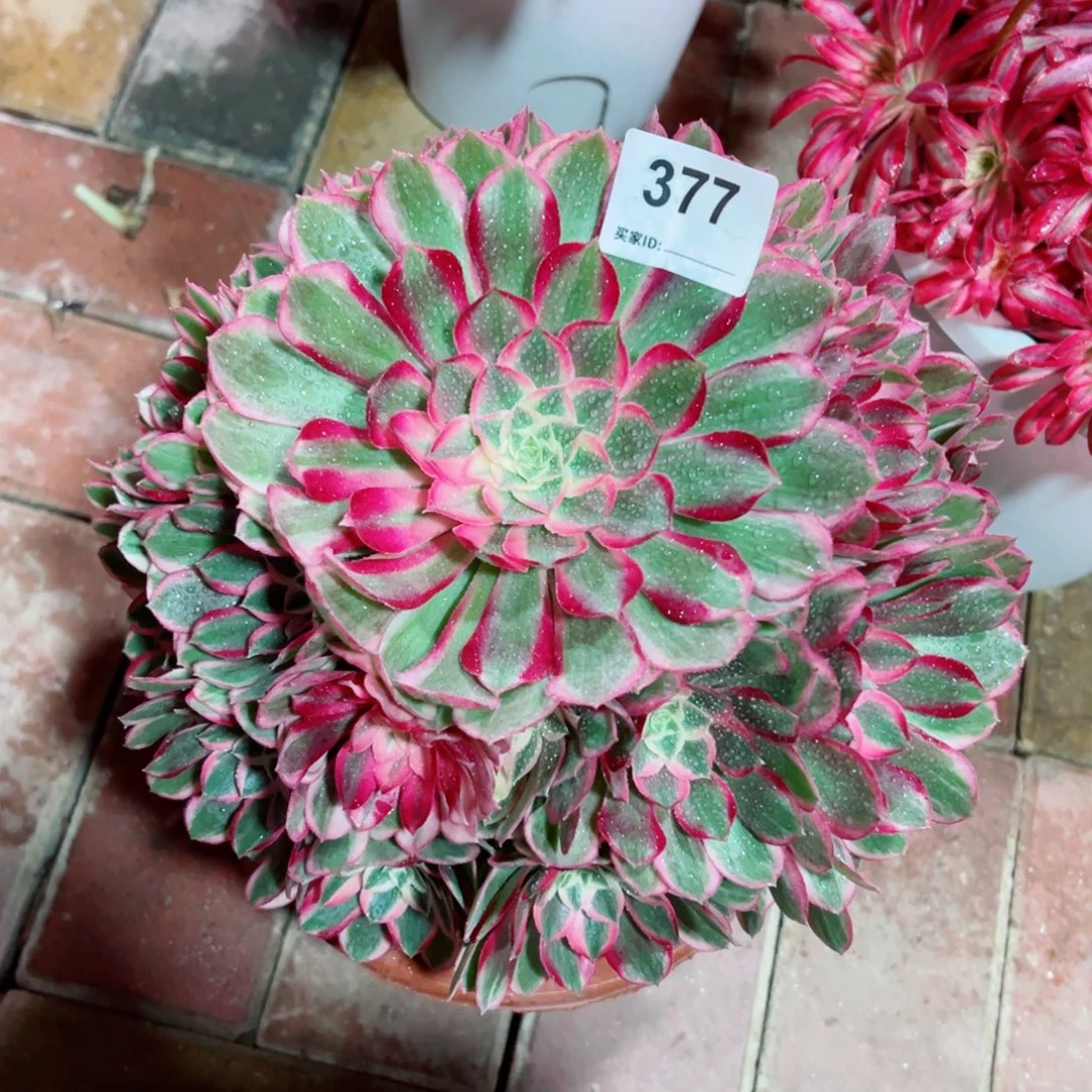 377孔雀翎法师多肉植物