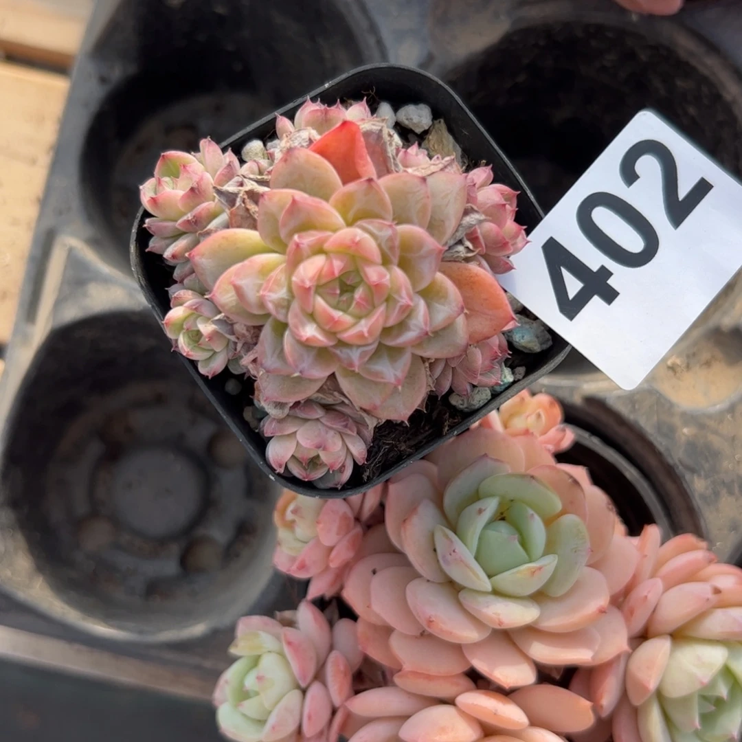 糖***宝420多肉植物组合盆栽