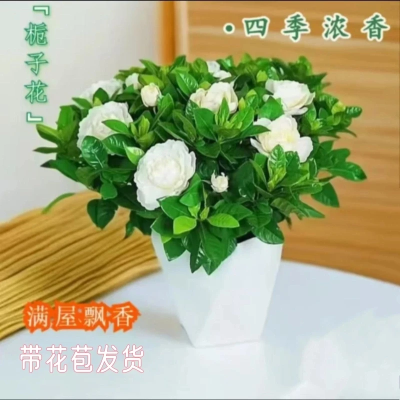 栀子花室内盆栽绿植栀子花盆栽栀子花达摩栀子花四季栀子花植物