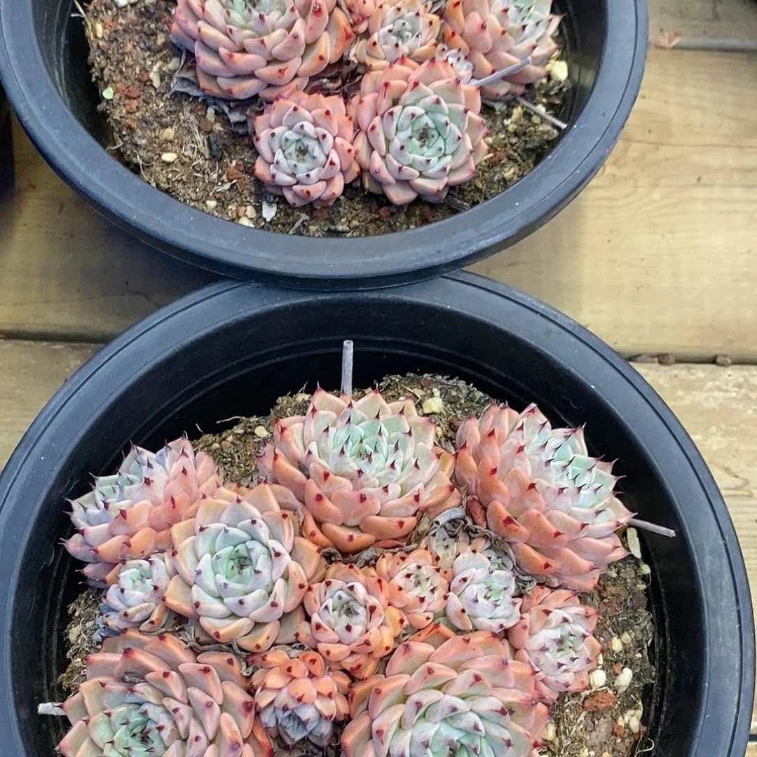 团沙罗姬牡丹，福利多多