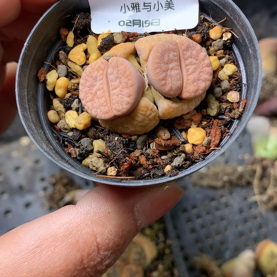 淼*W747多肉植物保护研究所