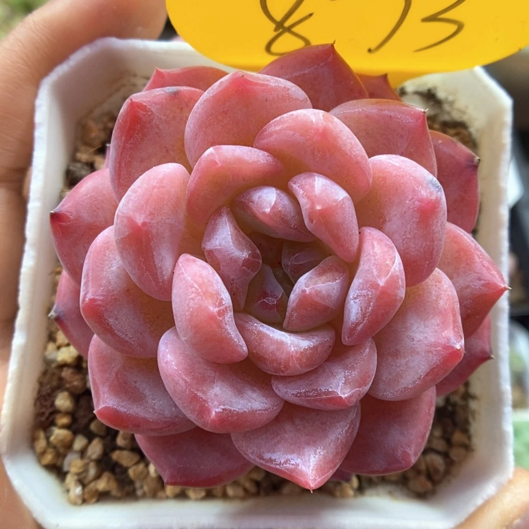 糖心粉魄可拍873号。