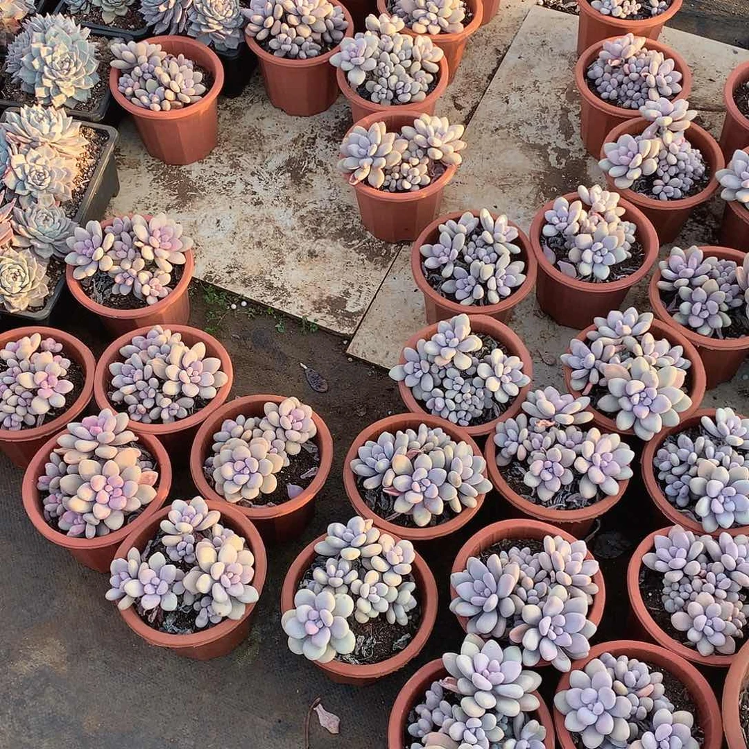 桃蛋9.9米 年底福利