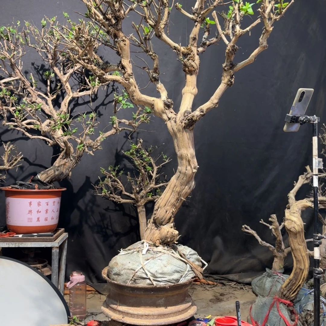 告***府金银花金银花金银花