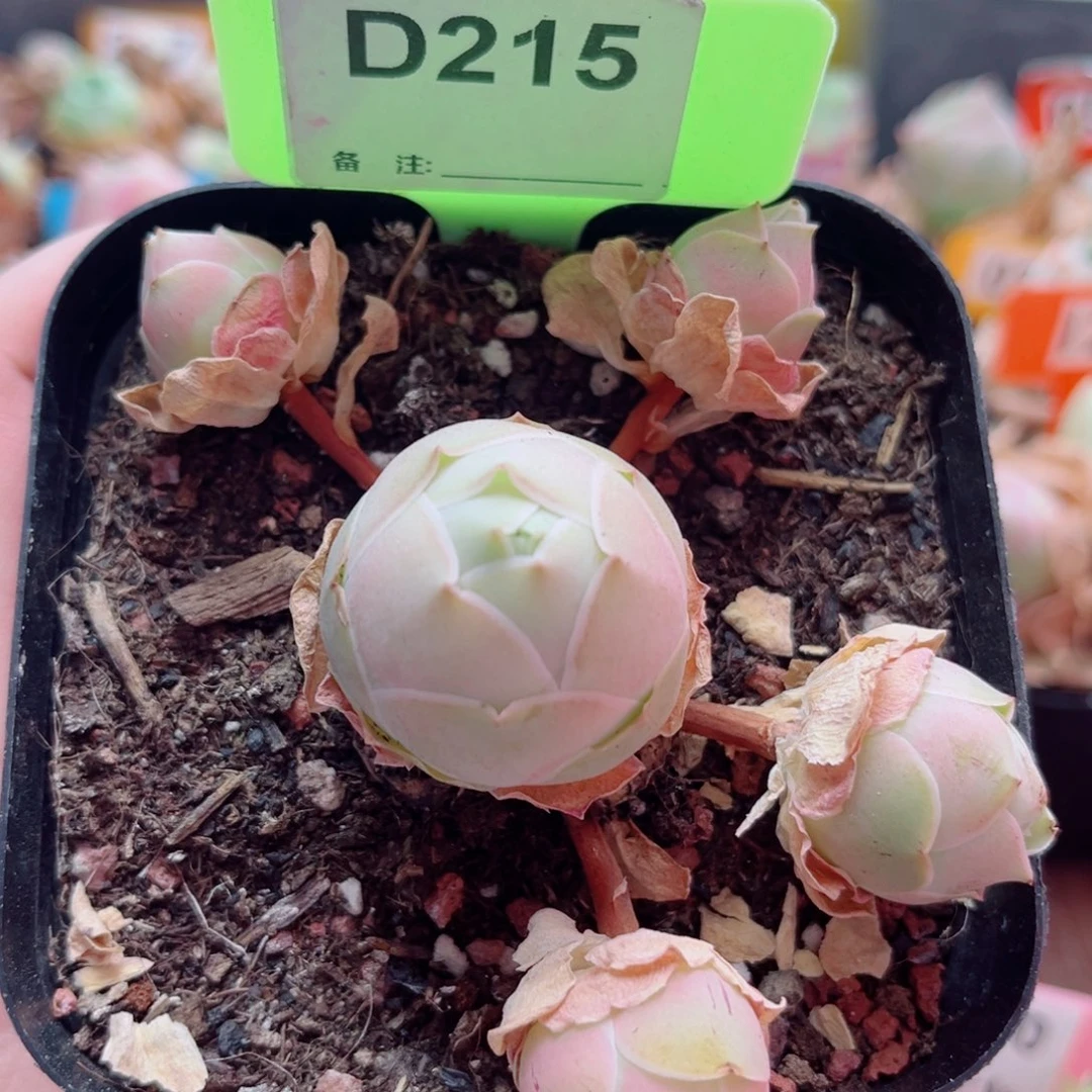 D215 凤玥 一物一拍