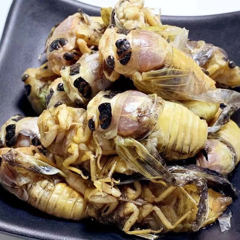 2025鲜嫩脱壳知了1猴白蝉银蝉顺丰快递