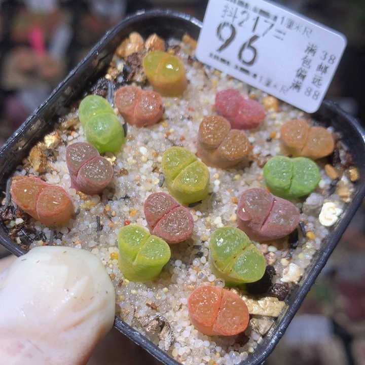 精品生石花217.96