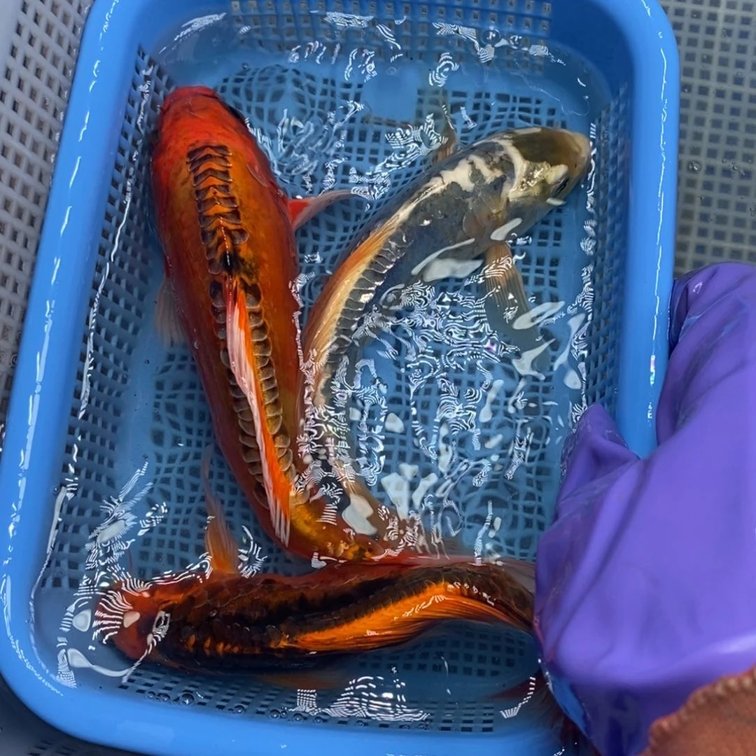 锦鲤冷水锦鲤包邮