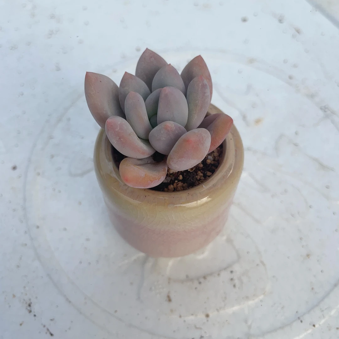 香水景天多肉好养新手