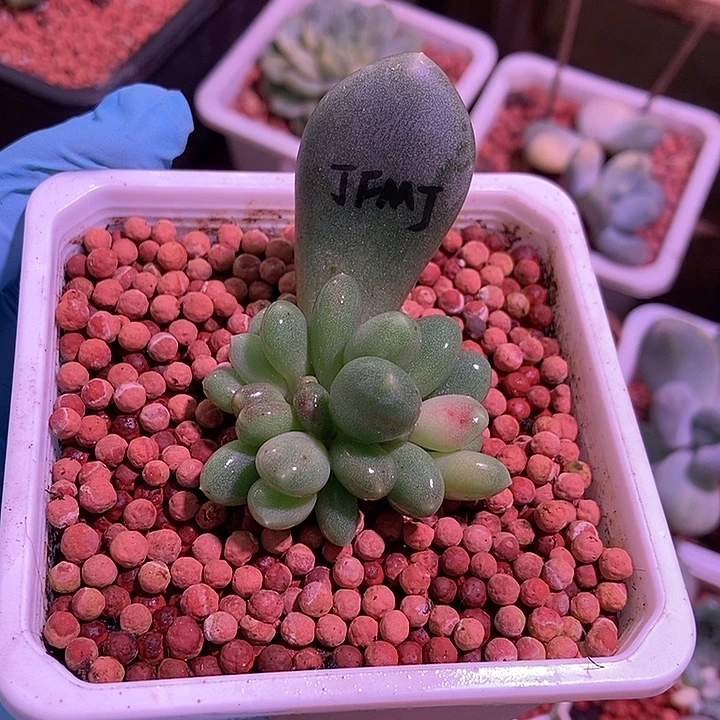 加菲猫锦多肉植物