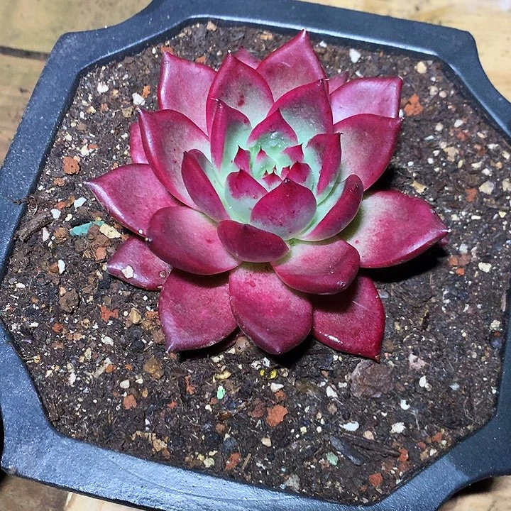 美肉特价活动开始啦