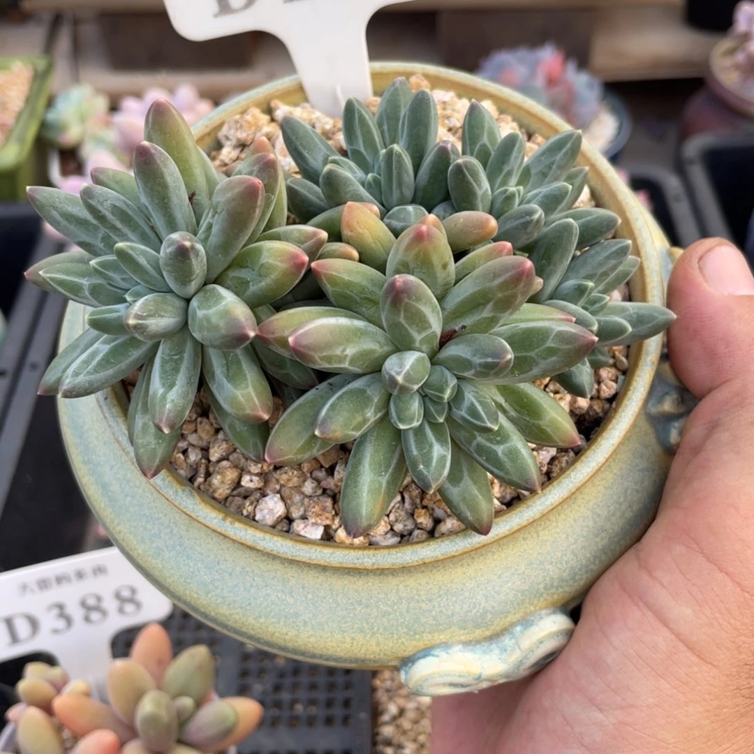 133暗纹不带盆11厘米
