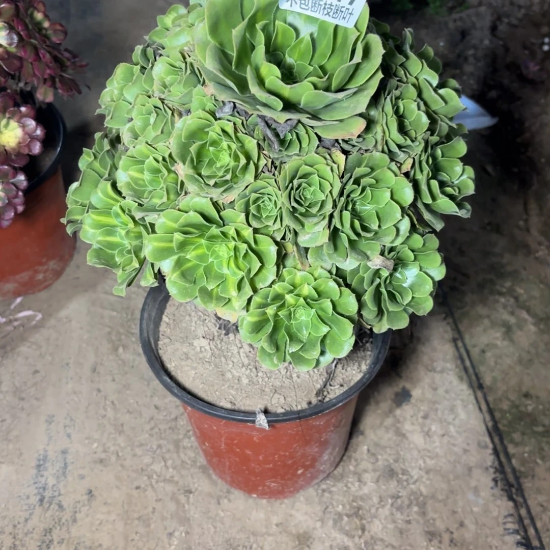 N. 647绿杨蓉处理多肉1？ba