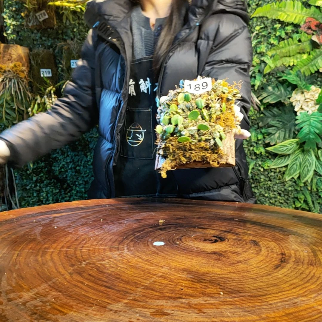 【闪购商品】189小龟背花