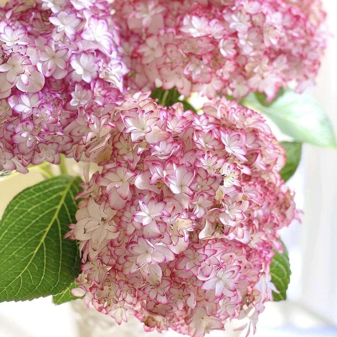 卡伦绣球花盆栽庭院阳台新手易养护喜水植物