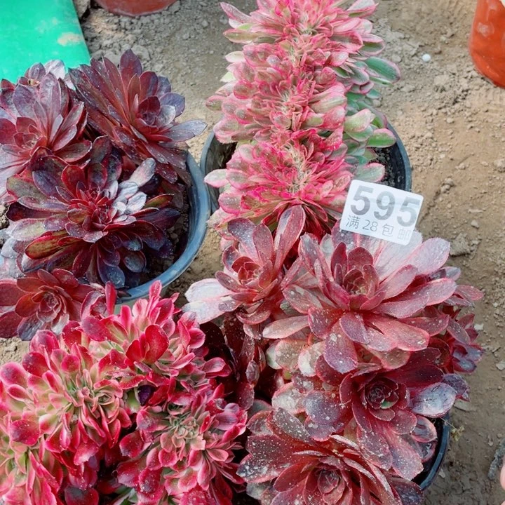 多肉植物组合595