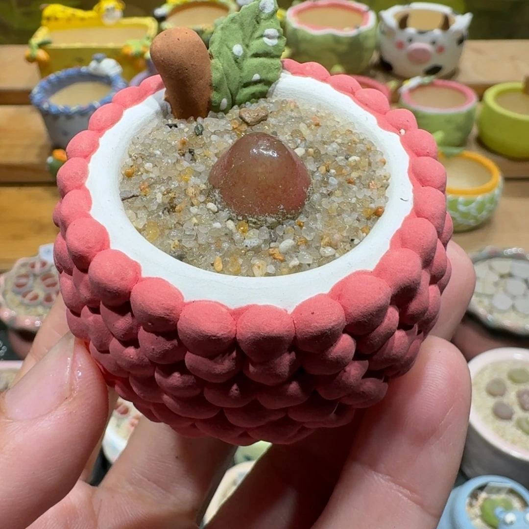 蘑菇1167灯泡多肉植物