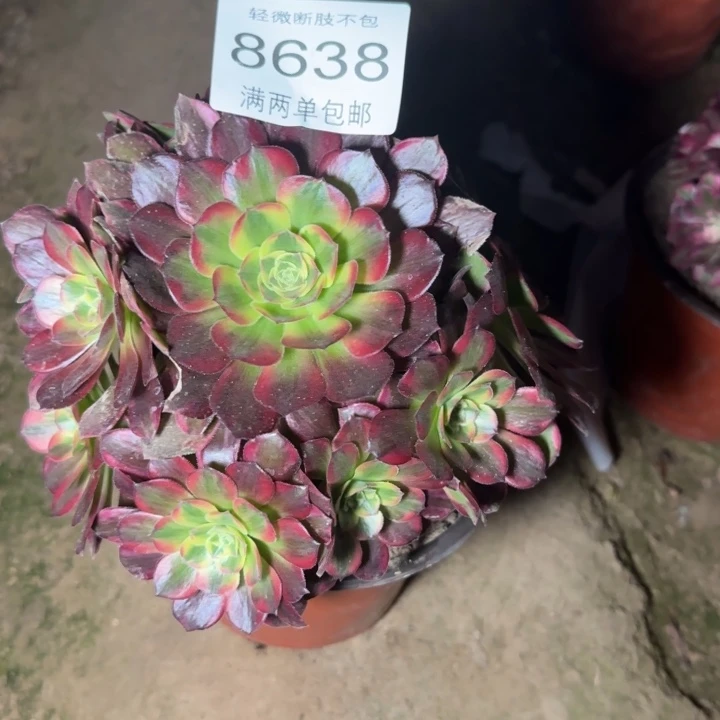 8638安娜多肉植物