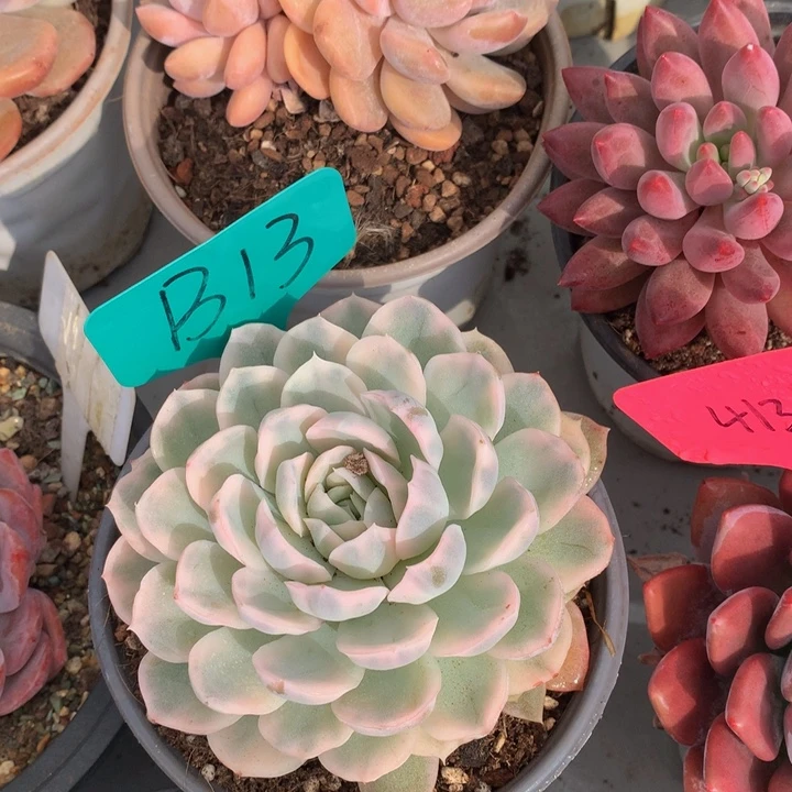 多体系和欧727273737373