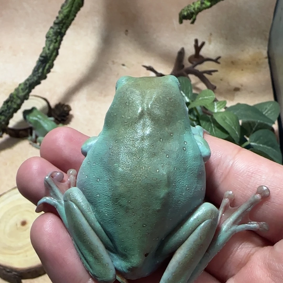 老爷树蛙大蛙大蛙