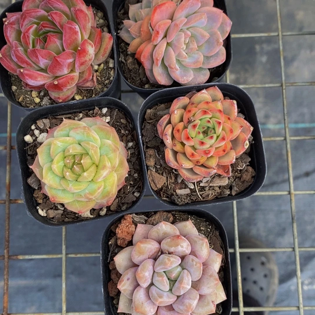 19-精品王炸贵货美肉五个