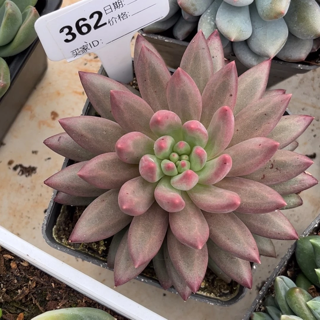 虞美人多肉植物362