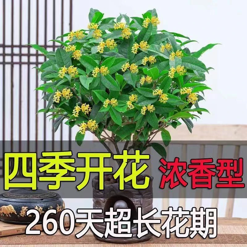 桂花树苗桂花苗盆栽金桂四季桂室内外浓香型阳台花卉绿植庭院盆景