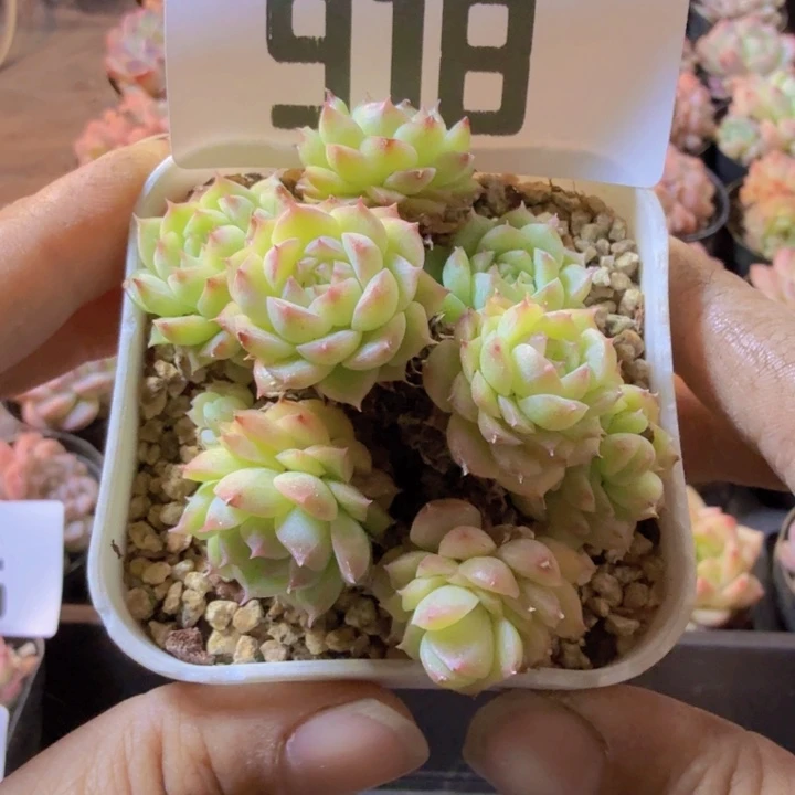 918.qqqqwwwwwwwwq