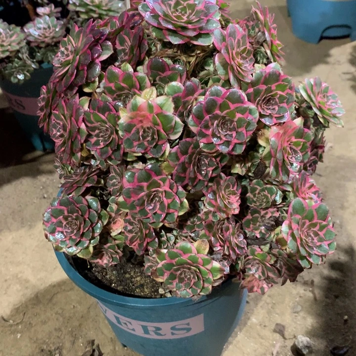 781云荷多肉植物特价