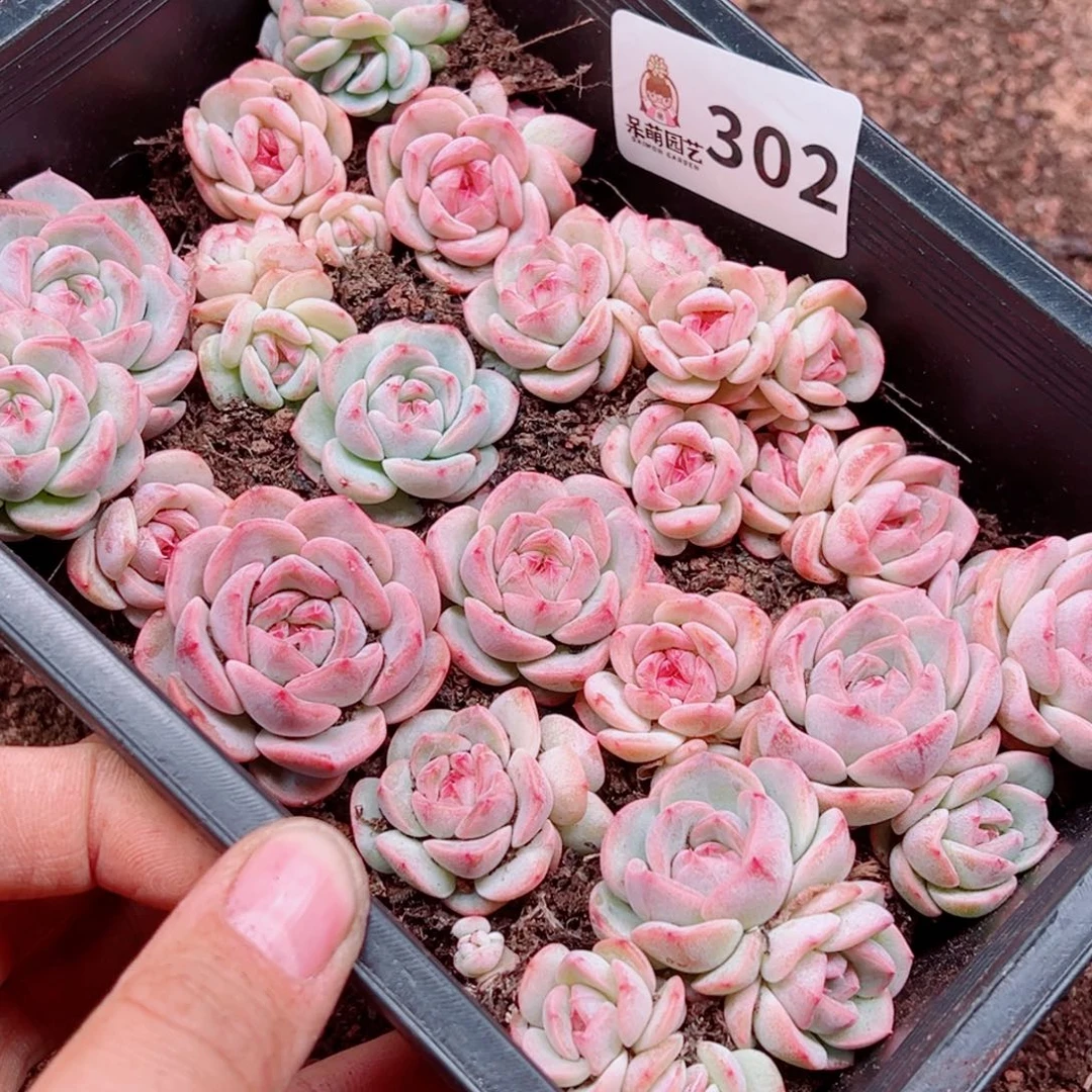 周****多肉植物多肉植物