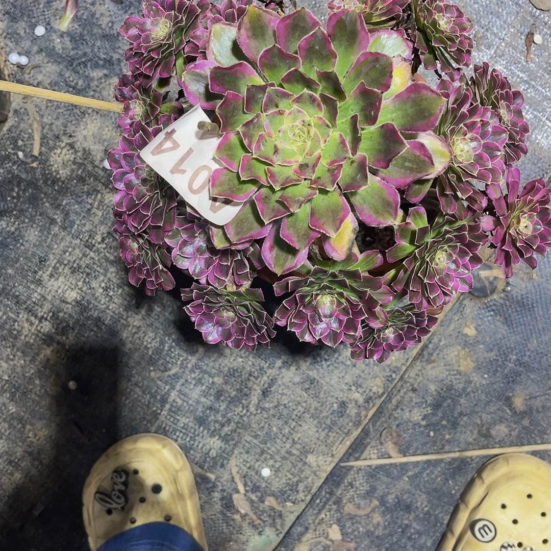 嘻**?天和014带土球