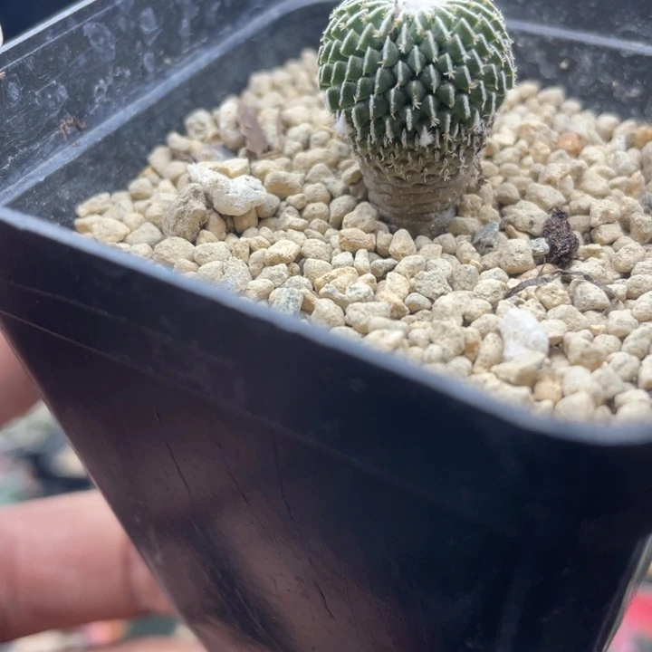 实生精巧殿刺缀一颗包邮