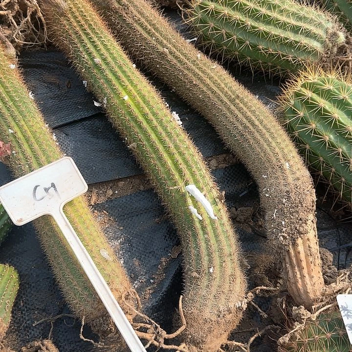 熊****熊C51金牛时光毛花柱78