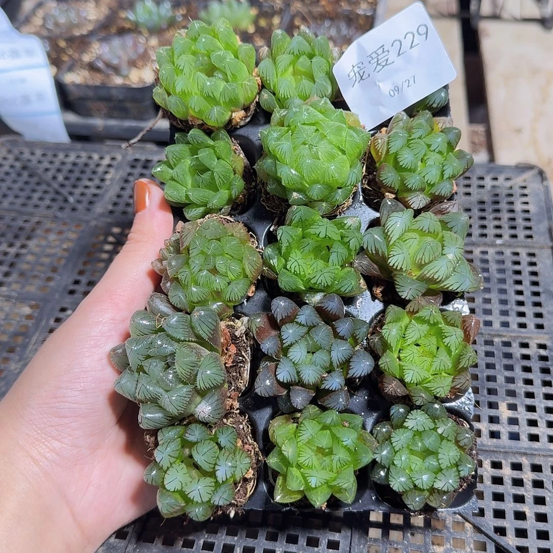 直播福利一物一拍229