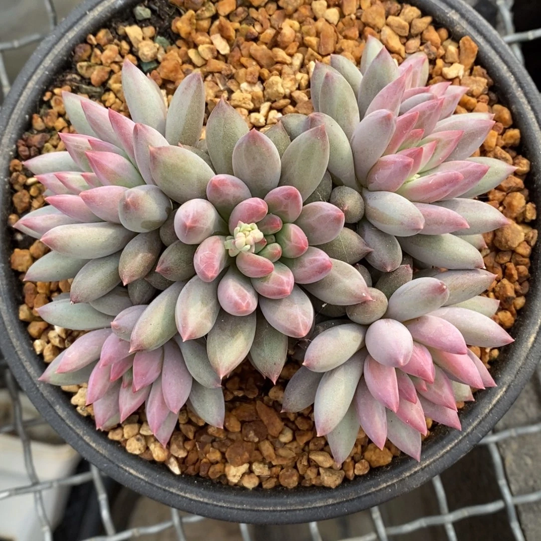 流沙体虞美人一物一拍