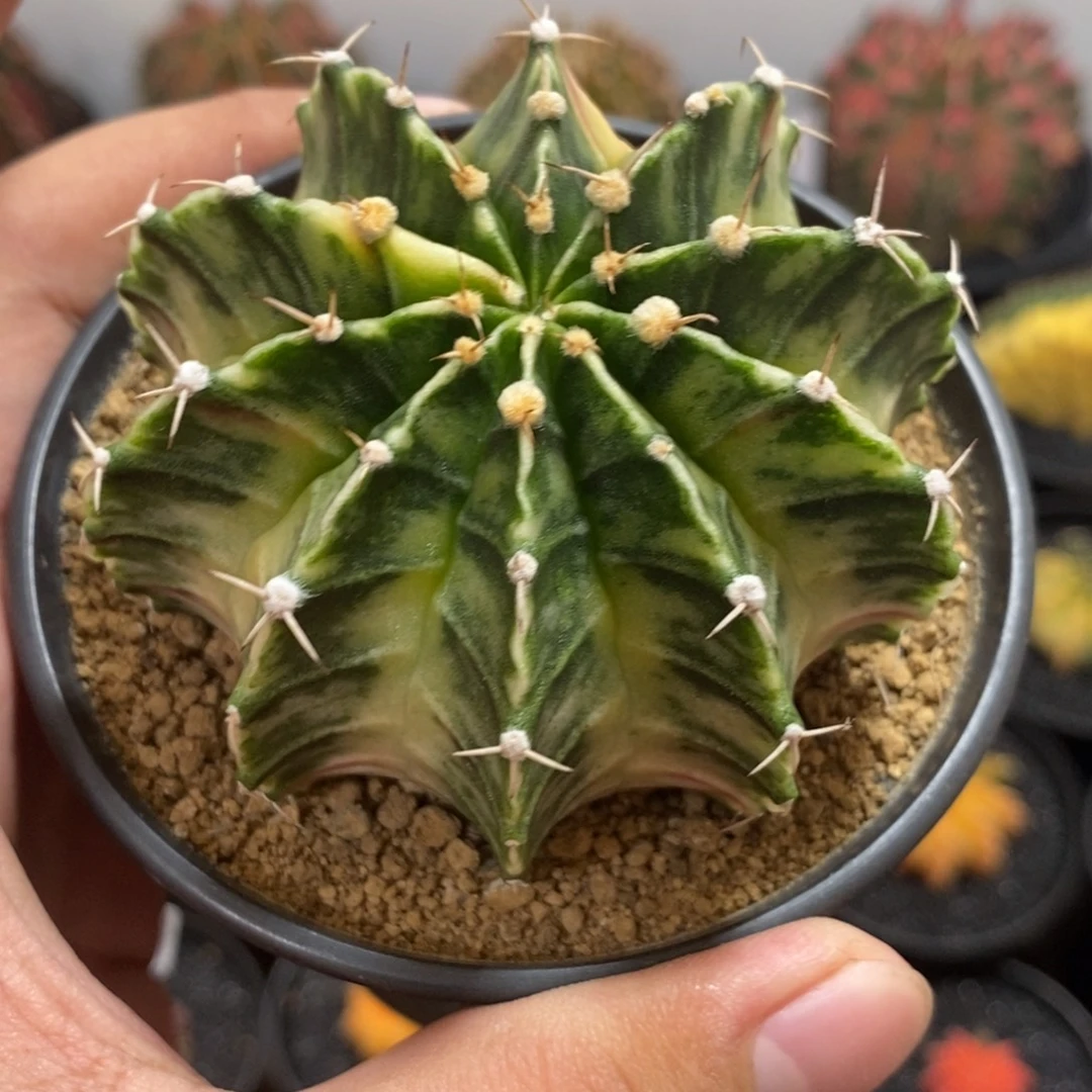 泰系黄白臀锦—带盆土发货29