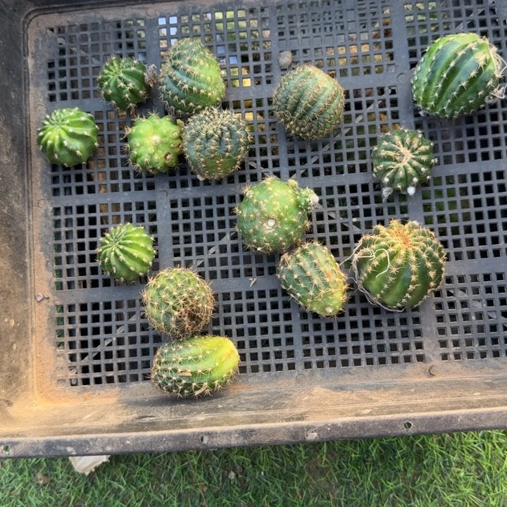 255混品种丽花虫咬2个无根侧牙小，20包邮