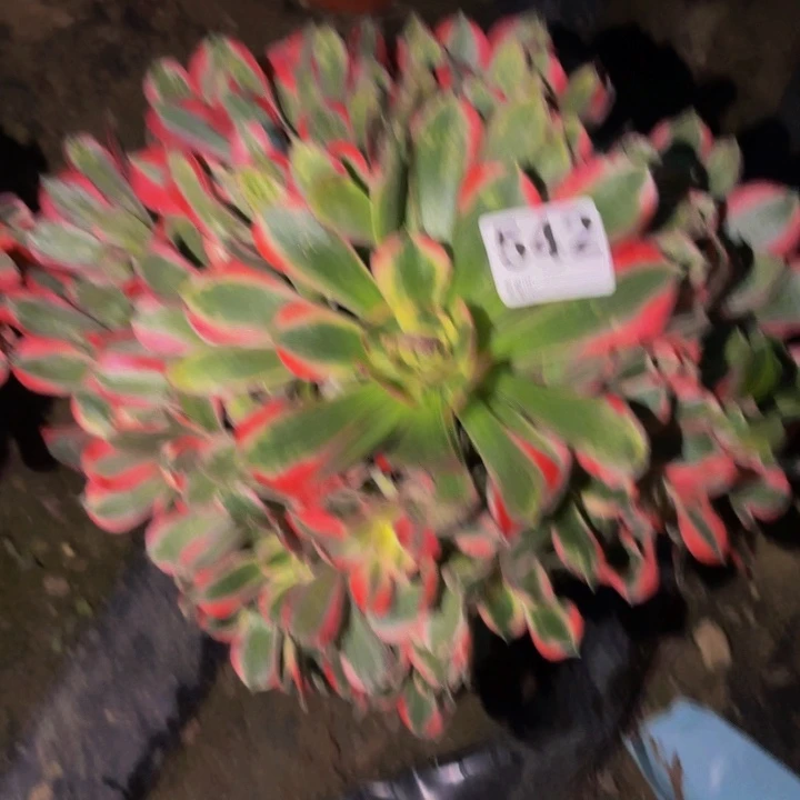 542男神多肉植物不售后