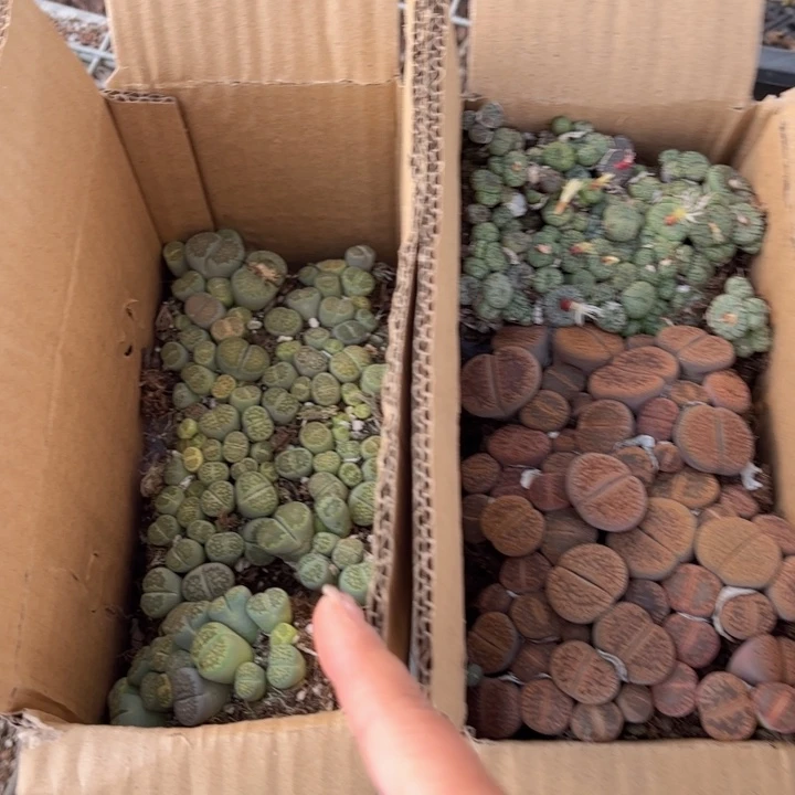 一箱两层8888888888