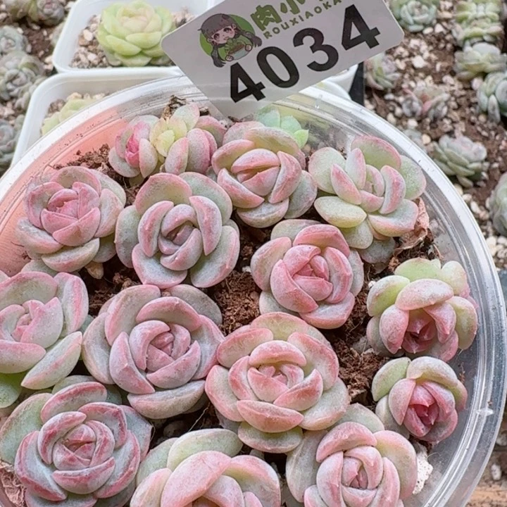 多肉植物多肉植物