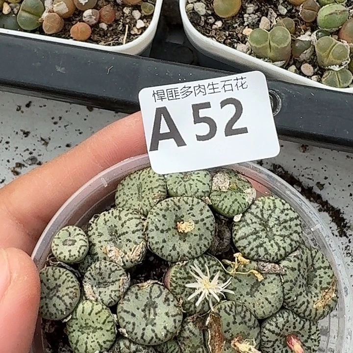 52多肉植物多肉植物