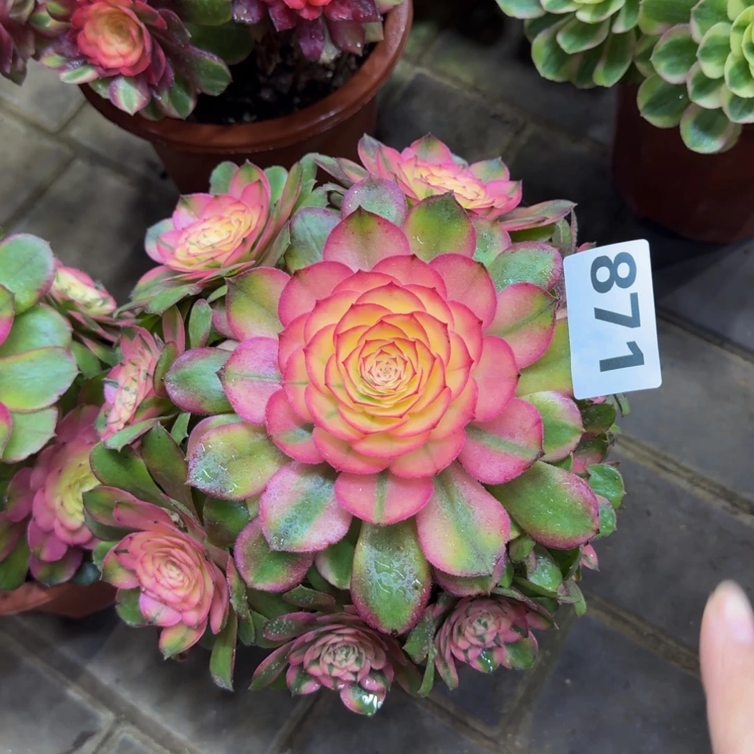 宁***阁多肉植物871寄养 荔枝