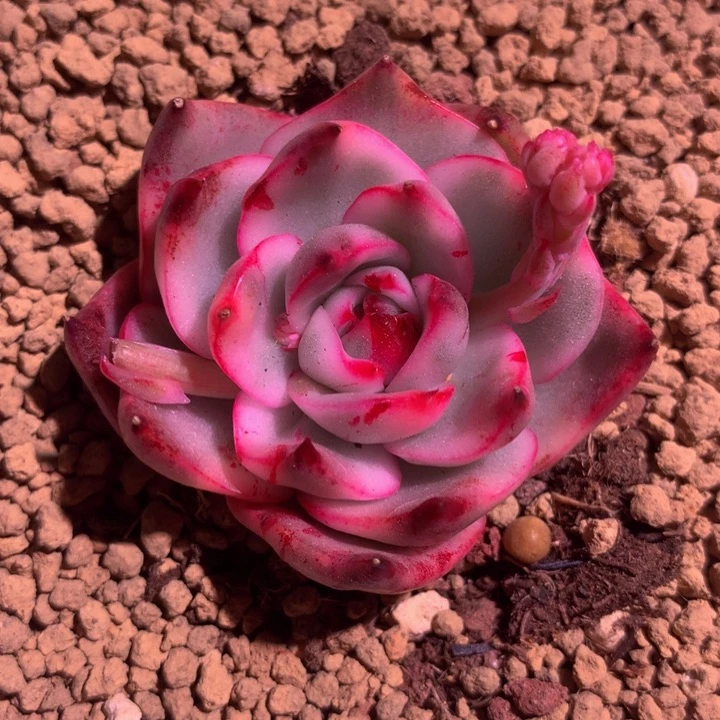 黑玫瑰锦，一物一拍