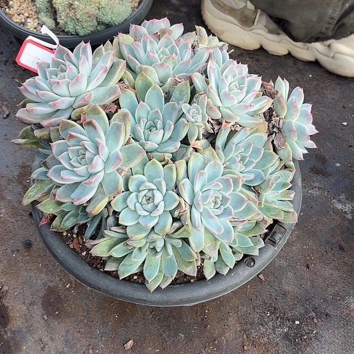 一物一拍多肉植物阿尔巴佳人101号