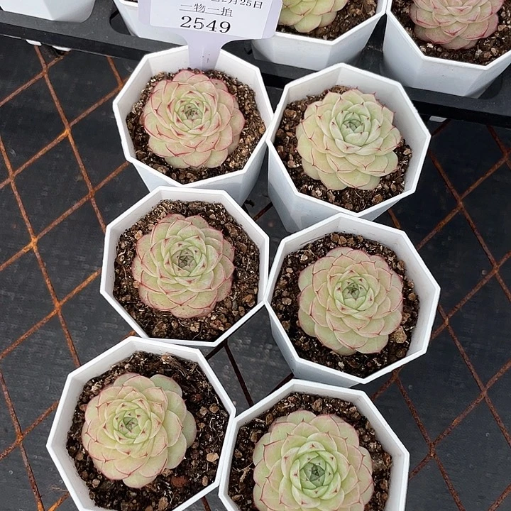 薇薇安园艺多肉2549