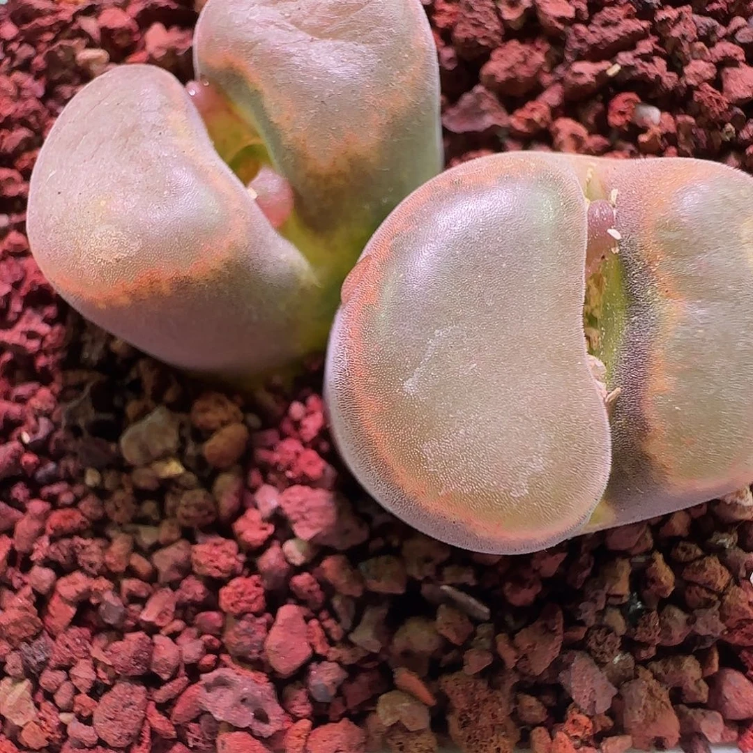 我***卡大降价福利来啦556